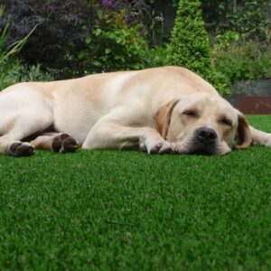 Pet-Friendly-Artificial-Grass Pet-Friendly-Artificial-Grass